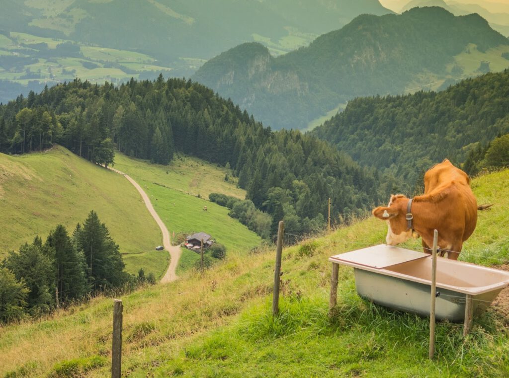 beliebtes Wanderziel, die Frankenalm